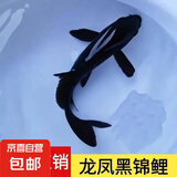 锦鲤鱼活体观赏鱼活鱼小型易养冷水淡水鱼小鱼苗锦鲤金鱼好看锦鲤 黑金 6-8cm 3条需要备