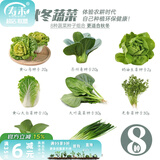 寿禾 大叶小叶菠菜种子大全波菜种蔬莱耐寒蔬菜四季播寿光秋季菜籽 8种秋冬蔬菜种子套装