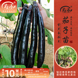 寿禾 蔬菜苗活苗带土发货大全菜苗种苗春夏各种秧苗山东寿光苗子阳台 【黑长】经典长茄王苗6棵