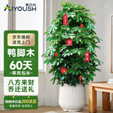 爱优尚八方来财鸭脚木客厅大型绿植盆栽室内吸甲醛乔迁发财树源头直发