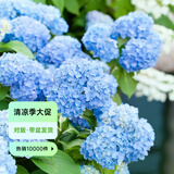 虹越（HONGYUE）大花绣球花盆栽苗 无尽夏花手鞠万华锦绣球八仙花庭院阳台花卉 【大花绣球】“无尽夏”2加仑