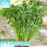 寿禾 农家小叶香菜种子芫荽蔬莱籽种籽阳台盆栽春夏种孑菜籽 （大叶）老香菜种子500g