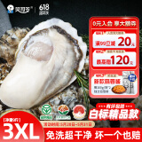 贝司令（BEISILING）【鲜活】乳山生态生蚝牡蛎贝类烧烤源头直发3XL净重9斤端午聚餐