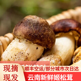 滇味十足（DIANWEISHIZU）云南新鲜姬松茸 鲜菌菇 煲汤炖汤刺身火锅食材顺丰空运好礼 1斤【顺丰空运】
