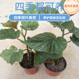 竹节海棠花卉盆栽大叶斑点易活四季阳台观叶秋海棠木本绿植物好养 2年苗20-25高【原盆发货】