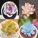 多肉植物精选图片品种发货照图办公室室内阳台桌面图片品种指定品 紫珍珠+淡雪+黄丽+蓝鸟+盆土