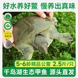 片言片鱼【活鲜】千岛湖清水鳖甲鱼 5-6龄精品公鳖1250g 1只源头直发包邮