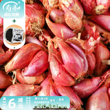 寿禾 四季红葱头小葱种子火葱头四川干皮秋季蔬菜莱疏菜阳台种种籽 红葱头 半斤+50g有机肥