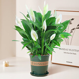 花竹恋杜鹃花四季开花盆栽花卉绿植阳台办公室红掌室内盆栽盆景大型绿植 一帆风顺白掌 含盆栽好发货高度40厘米左右