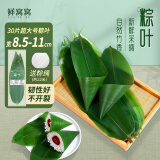 鲜窝窝 野生粽子叶超大号30片送棕绳 宽大粽叶新鲜箬叶端午节包粽子材料