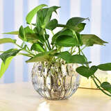 弗莱文茨创意绿萝水培植物透明玻璃花瓶家用客厅装饰品水养插花器皿摆件 竖条 中号