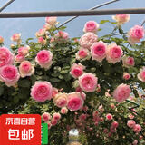 四季开花蔷薇花苗多花月季花苗特大花大苗浓香型爬藤攀援植物欧月 粉龙1-1.3米左右【精选大苗】