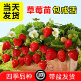 草莓苗四季奶油草莓苗种植盆栽阳台庭院地栽当年结果南方北方种植 混合品种草莓 福利推荐：裸根【10棵苗】