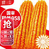 大禹郑单958玉米种子国审产高矮大棒杂交抗旱抗倒官方正品矮杆包谷 企选国审郑单958玉米种1400粒4袋