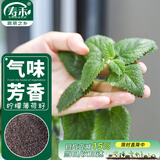 寿禾 薄荷种子种苗可食用盆栽香草花草种籽 潍育柠檬薄荷种子2千粒