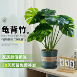 雅致40-50cm龟背竹花卉盆栽客厅绿植室内好养办公室桌面摆件源头直发
