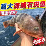多味季新鲜石斑鱼深海野生海鱼石斑鱼冷冻特大老虎斑红口斑珍珠斑顺丰 野生大石斑鱼6条/每条351g-501g