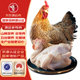 天农 清远鸡老母鸡1.8斤 山林散养365天土鸡走地鸡 冷冻 月子鸡汤食材