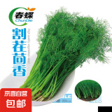 春蝶蔬菜种子四季播盆栽阳台庭院黄瓜豆角番茄甜瓜易种籽孑大全 割茬茴香【原装1包 约500粒】 一包(试种贵在快递费)
