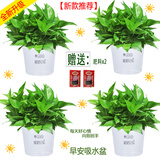 小冤家绿萝盆栽室内花卉绿植绿箩水养花卉盆景桌面办公客厅水培大叶绿色 180#早安吸水盆【4盆】肥料2包