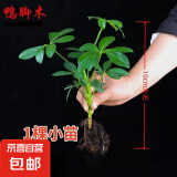 【八方来财】发财树鸭脚木盆栽四季常青桌面防辐射花卉盆景 八方来财【水培小苗1颗】 送肥料