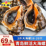 海宏盈【活鲜】 青岛大海螺鲜活 1500g 海鲜贝类生鲜 中海螺共16-20只 1000g
