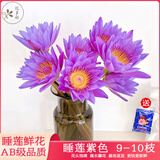 悦多彩鲜花重瓣荷花睡莲马醉木姜荷花吊钟火焰兰袋鼠爪花束家庭水养基地 紫色睡莲9-10支/扎