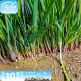 寿禾寿光韭菜紫根盆栽青菜现挖艽菲菜根韭苔夏秋种籽 紫根韭菜根100棵+10g韭菜种子