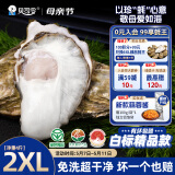 贝司令（BEISILING）【鲜活】乳山生态生蚝牡蛎贝类烧烤源头直发2XL净重4斤 13-17只装