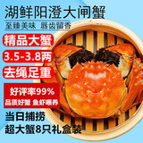 【活蟹】湖鲜阳澄 大闸蟹 去绳足重 3.5-3.8两 8只 鲜活六月黄现货超大螃蟹生鲜礼盒装