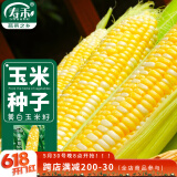 寿禾 黄白水果玉米种子苗双色超甜春季菜种籽 金辉甜505玉米种子100g