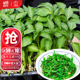 大禹正宗樟树|港辣椒苗带土秧苗活苗树苗湖南章树港树大苗种苗批发 樟树|港辣椒苗90棵【批发价】