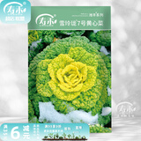 寿禾 黄心菜黄心乌种子玫瑰乌塌菜白菜菜籽菜子蔬菜秋季冬季黑菜种籽 雪玲珑7号黄心菜种子25g