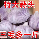 超低价25年新干蒜新鲜大蒜头10斤整箱湿蒜5斤装紫皮鲜蒜特大红蒜3 5斤 小果