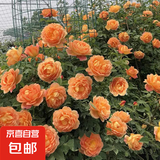 四季开花蔷薇花苗多花月季花苗特大花大苗浓香型爬藤攀援植物欧月 夏洛特1-1.3米左右【精选大苗】