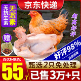 柒岛清远鸡生鲜广东土鸡整只农家散养走地鸡童子鸡特产 清远老母鸡2只【净重1.8斤/只】