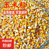 新干玉米粒黄红色玉米粒农家自种玉米粒传统老品种 黄玉米粒5斤