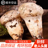 相遇红颜现货24小时达云南特产新鲜野生菌见手青红葱青头菌白葱鸡枞牛肝菌 老人头 550g