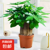 发财树盆栽大植物室内办公室桌面客厅小盆景招财树苗绿植花卉盆栽 造型款大号三杆 6-9cm【原盆】 【送肥料】