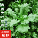 【今年新种】青香大叶茼蒿桐花菜大叶蓬蒿菜耐热皇帝菜火锅蔬菜 大叶茼蒿种子 1包约1000粒
