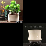 多肉组合盆栽阳台盆栽喜阳植物新手福利按图发货品种花卉好养 金钱木老桩【 5-6头】冰裂纹瓷盆