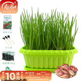 寿禾 四季红葱头小葱种子火葱头四川干皮夏秋蔬菜莱疏菜阳台种种籽 红葱头蔬菜盆套餐 含半斤葱头