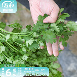 寿禾 农家小叶香菜种子芫荽蔬莱籽种籽阳台盆栽春夏种孑菜籽 （大叶）老香菜种子30g