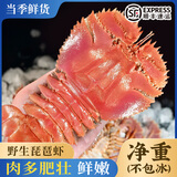 鲜喜利舟山琵琶虾新鲜九齿扇虾海鲜虾姑特大濑尿虾生鲜水产鲜活冷冻爬虾 2000g(净重)  14-18cm 【4-5只/斤】
