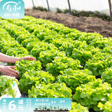寿禾 生菜种子四季播紫色夏秋蔬菜莱种紫叶家庭种寿光菜籽叶菜种籽 青美玉奶油生菜10g