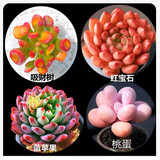 多肉植物精选图片品种发货照图办公室室内阳台桌面图片品种指定品 吸财树+红宝石+蓝苹果+桃蛋+盆土