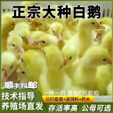鹅活苗幼苗小鹅仔三花鹅四季鹅产蛋鹅皖西大白鹅杂交鹅活体 家养白鹅苗/长8斤左右 请拍6只