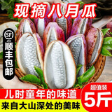 采缇（CAITI）新鲜八月瓜水果新鲜八月炸5斤当季野香蕉甜香瓜预知子孕妇整箱 精选一斤装 中果尝鲜装 单果100g左右