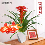 植男植女年宵花鸿运当头大红星室内客厅桌面绿植可四季开花盆栽源头直发
