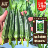 北蔬 黄秋葵种子正宗不易老绿秋葵四季蔬菜种籽 卓脆农家秋葵种子10g